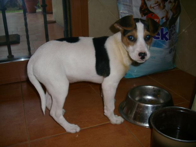 regalo cachorro de beagle con bodegero