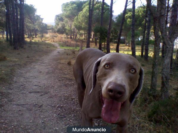 se da en adopcion braco de weimar de 5 años macho sin castrar