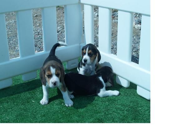 vendo cachorros de beagle, economicos