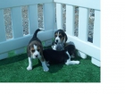 vendo cachorros de beagle, economicos - mejor precio | unprecio.es