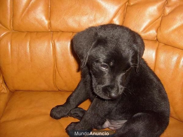 vendo preciosa camada de labradores negros,todos mahos