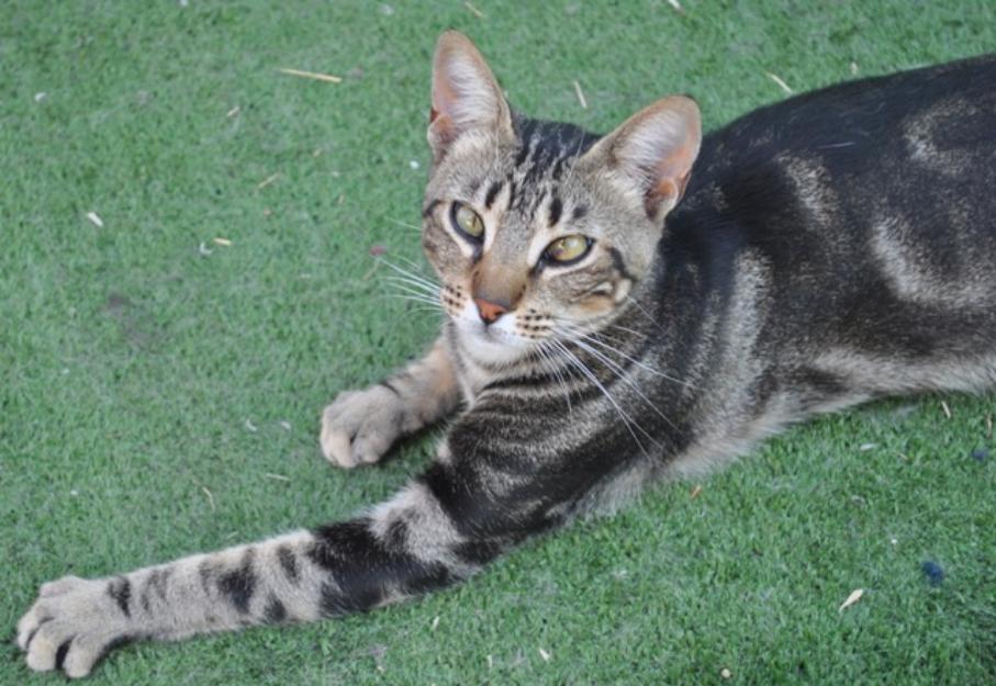 Nilo, un gatito muy cariñoso que te espera .