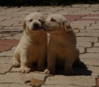 CACHORROS DE LABRADOR CREMA 500 - mejor precio | unprecio.es