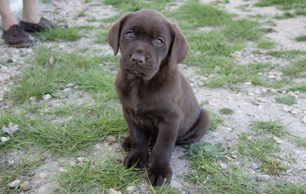 Labrador cachorros en color chocolate con LOE