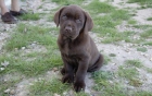 Labrador cachorros en color chocolate con LOE - mejor precio | unprecio.es
