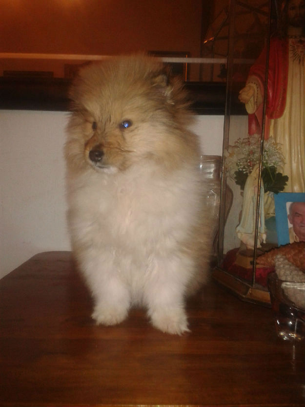 Rough collie cachorros