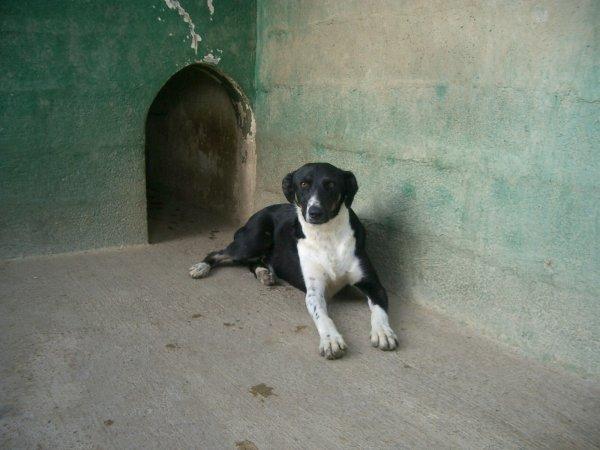 adopcion perro