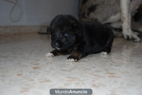 Ariel y Yasmine, dos cachorritas de un mes