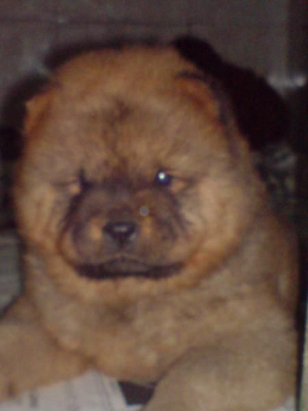 Cachorras de Chow-Chow