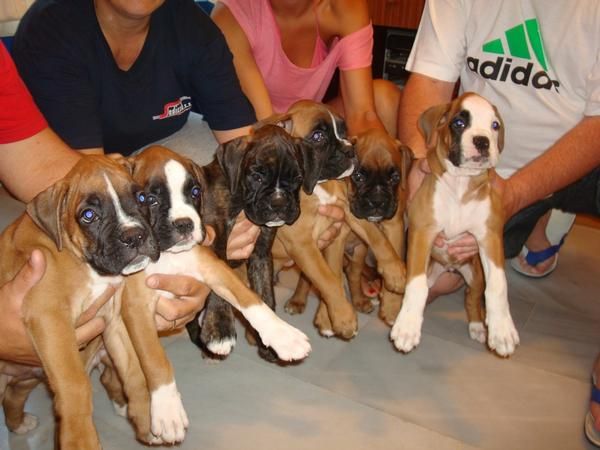 Cachorros Boxer