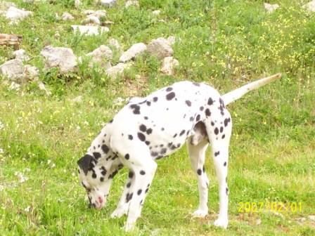 Cachorros dalmata pura raza