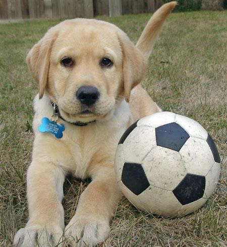 Cachorros Labrador retrieve