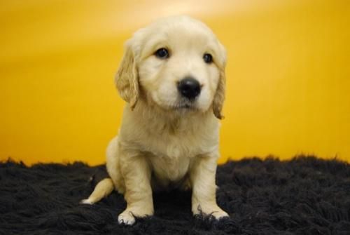 Golden retriever, camada de dos meses, autenticos cachorros