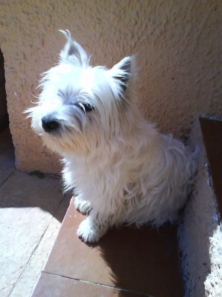 Perrita blanca, westie, perdida en Maravisa