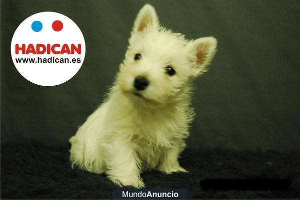 Perritos Westies (West highland Terrier)