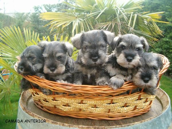 SCHNAUZER MINIATURA SAL Y PIMIENTA. Disponibles para Navidad