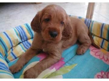 Ultima cachorros de setter irlandes