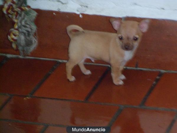 vendo dos chihuahuas toys 400€ cada uno