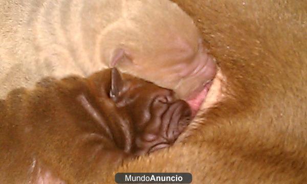 vendo shar pei ,,pura raza.