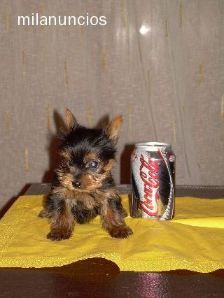 YORKSHIRE MINI TOY CON PEDIGREE