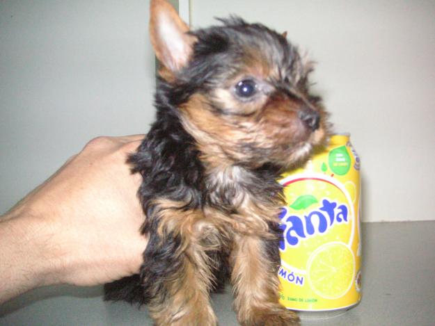 YORKSHIRE TERRIER NACIONAL CRIADERO Y TIENDA PEDIGREE LOE