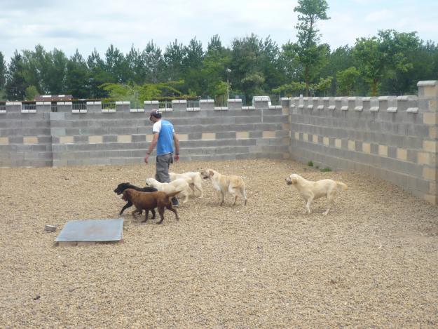 GUARDERÍA CANINA LARCAN