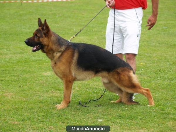 Cachorros de pastor alemán