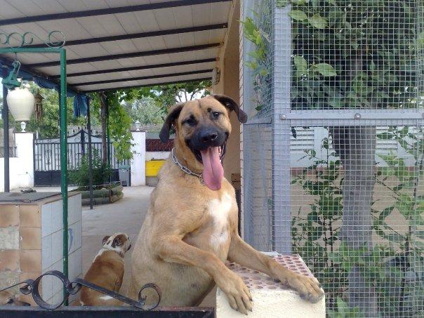 Bob, perro joven que necesita un hogar