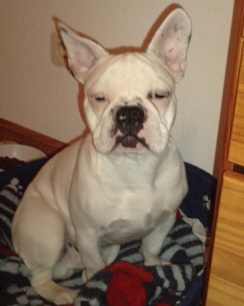 Bulldog Frances Albino se ofrece para montas