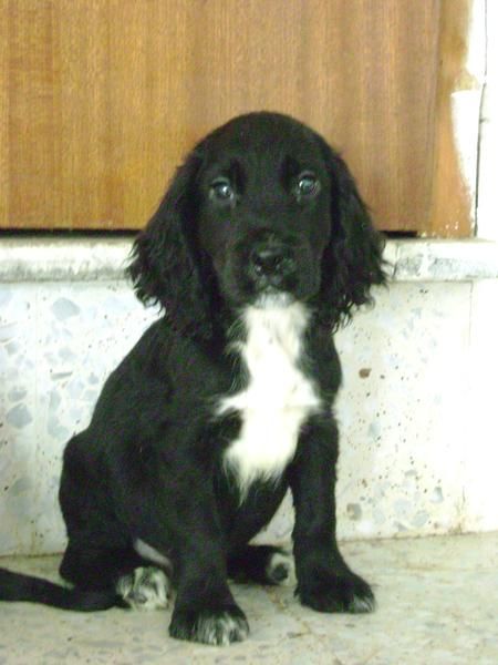 Cachorro de Cocker negro y blanco