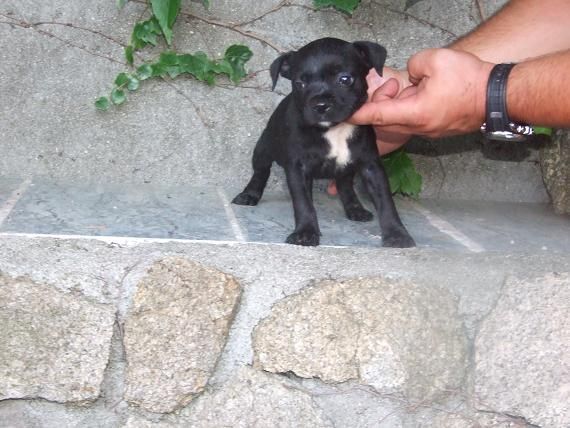 Camada de Staffordshire Bullterrier