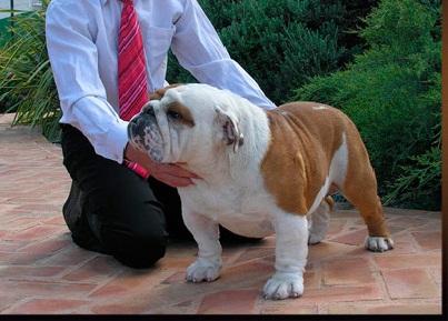 exclusivos bulldog ingles. Llamenos y amplie la informacion