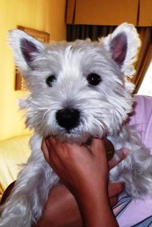 PRECIOSO WESTY MACHO BUSCA NOVIA EN MALAGA