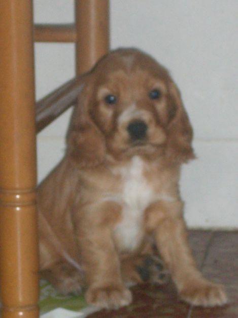 vendo cocker spaniel dorado de 5 semanas!