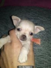 Vendo preciosa hembrita chihuahua linea inglesa cabeza de manzana patitas - mejor precio | unprecio.es