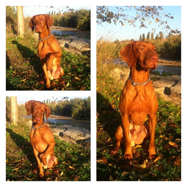 Vizsla para monta