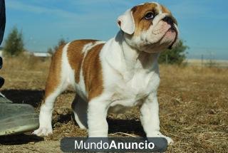 BULLDOG INGLES EJEMPLARES DE ALTA CALIDAD FOTOS ACTUALES