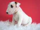 BULLTERRIER , MACHOS & HEMBRAS DISPONIBLES , MUY BONITOS - mejor precio | unprecio.es