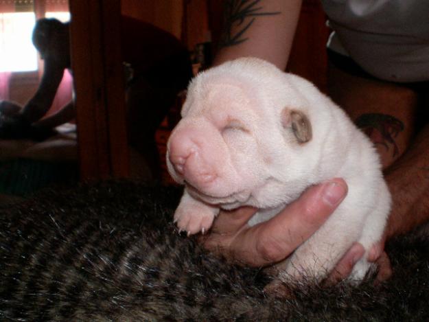 CACHORROS DE SHAR-PEI