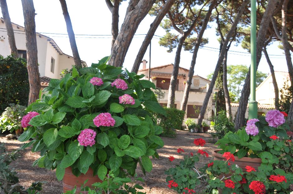 casa unifamiliar frente al mar con jardín verde y bosque