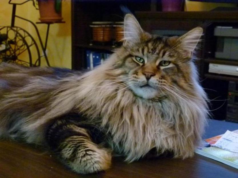 Maine Coon