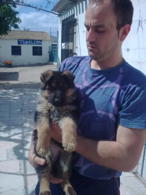 Ultima cachorra de pastor aleman a la venta