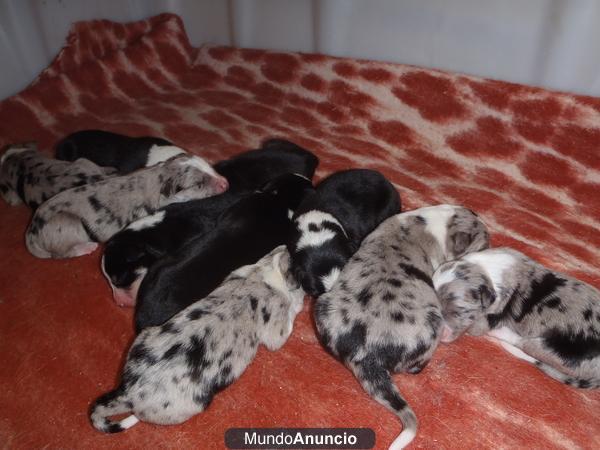 cachorros border collie