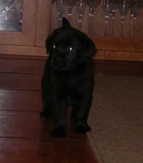 Cachorros de labrador retriever