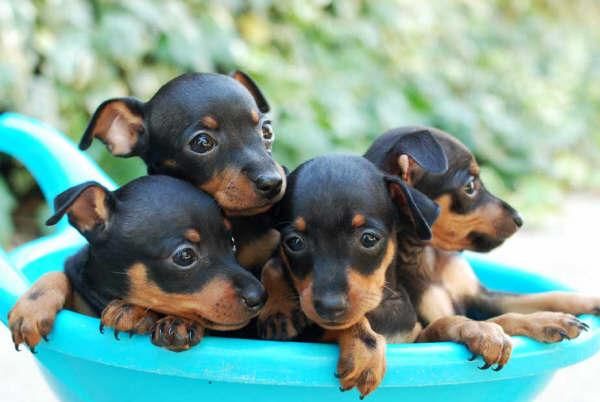 Cachorros de Mini Pincher, precio extraordinario