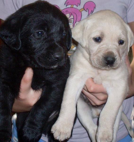 cachorros labrador