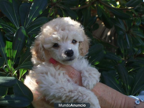 EXCELENTE CCHORROS DE CANICHE TOY  TINY TOY  TEA CUP