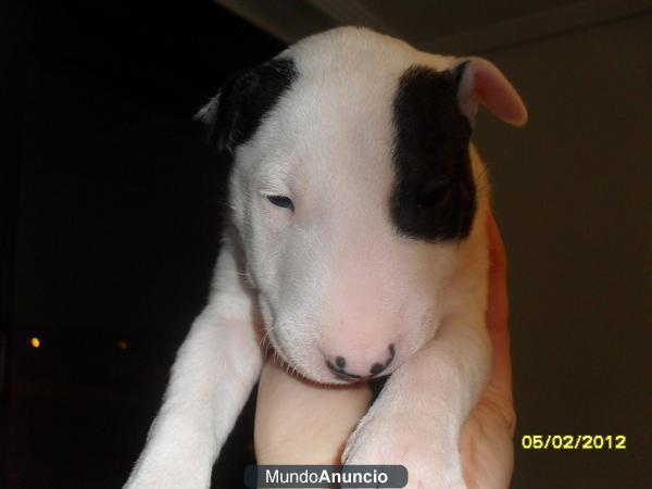 excelentes bullterrier economicos!!