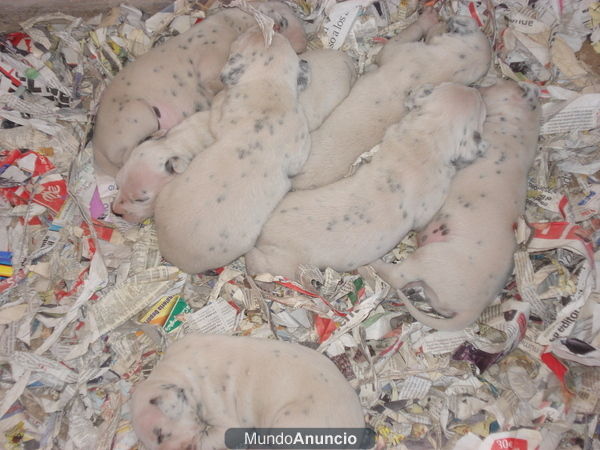 preciosos cachorros dalmata muy economicos