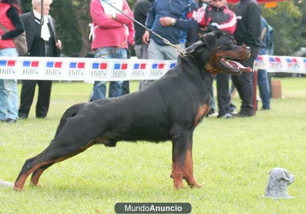 ROTTWEILER LINEAS INTENACIONALES